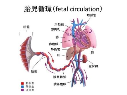 臍靜脈 充氧血|【一圖讀懂】胎兒血液循環模式圖